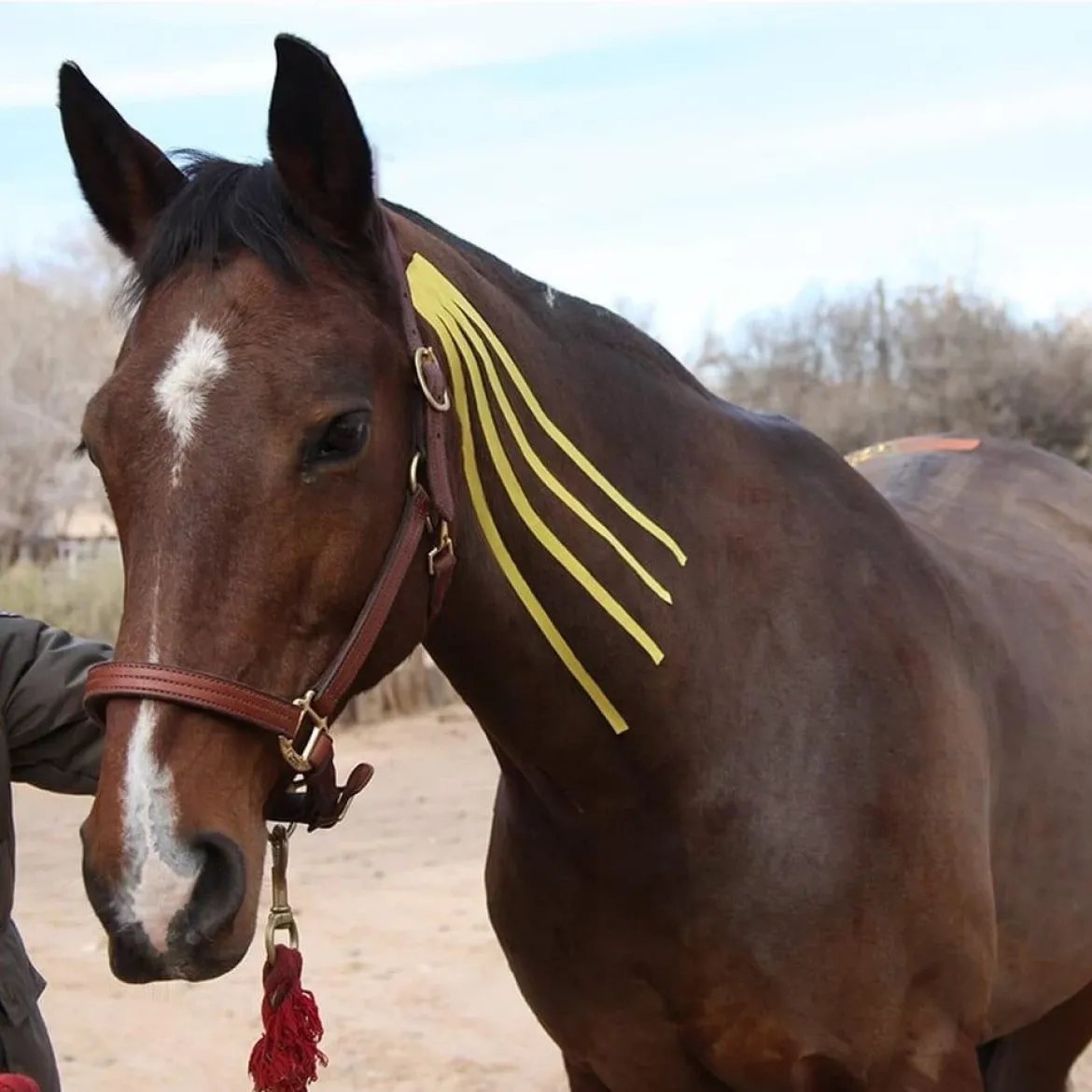 Equine Kinesio hipoalergiczna i wodoodporna taśma dla koni 5 cm x 5 m zielona
